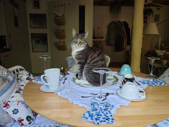 A coffee table in a flat laid for four with champagne glasses on a round table.
In the middle a big plate for the gateau later.
Now on the that plate is Hannie, a grey-white Tabby, sitting proudly upright, looking openly into the camera.