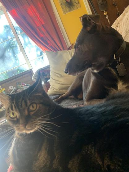 Tabby side eyes the camera from the couch. Dog in background (German Chocolate Pointador) shows her profile.