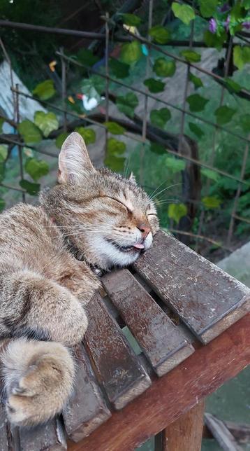 Princess Sara enjoying a cool Summer's day.