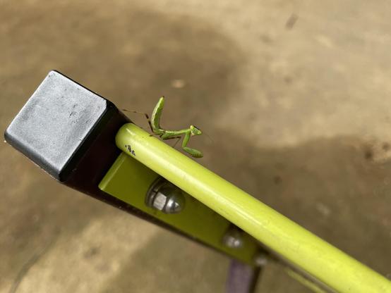 A small green mantis, 2-3cm long, stands alert looking at the camera while perched on the top corner of a metal park sign. The smooth rounded metal edge of the sign is painted a vibrant lime green, similar to the mantis.