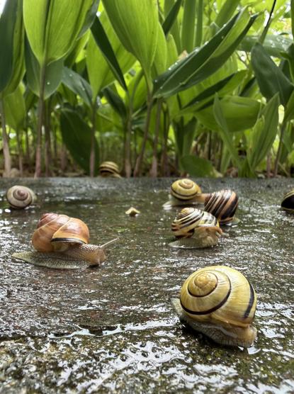 a few snails with yellow and brown shells on a wet sidewalk with green plants in the background