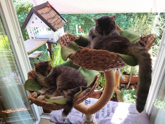 Two grey-white Tabbys in baskets of a cat tree in open balcony doors with loads of green outside