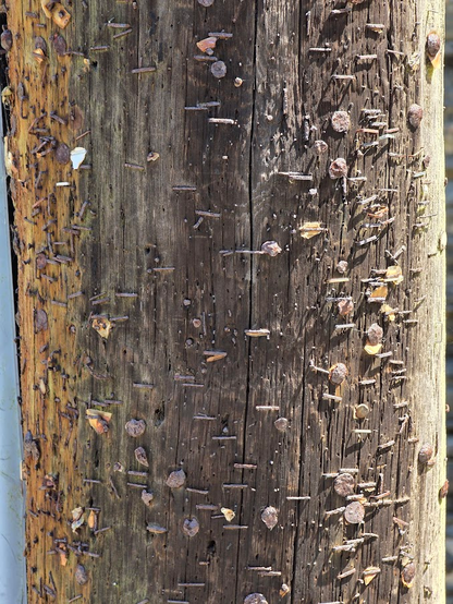 close up of a section of UK wooden telegraph pole covered in nails and staples from old flyers