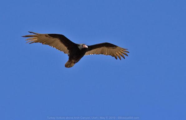 Large bird soaring against deep blue sky. Bird is black with white primary feathers on wings and fleshy head of a scavenger.
©BosqueBill.com