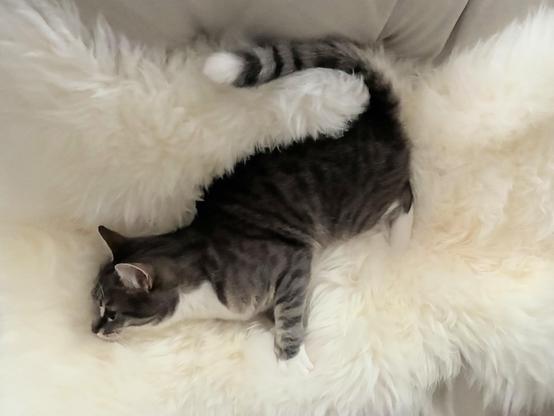 A grey-white Tabby, Nani, on a new white sheepskin, sinking in the fur , playfully enjoying it.
She was yesterday a bit more outgoing, but also quite annoyed. Still, she likes the fur, my sister organised my mother to give me, as the 🐈‍⬛🐈‍⬛ abducted mine. It seems though, I will have to fight for this one also.