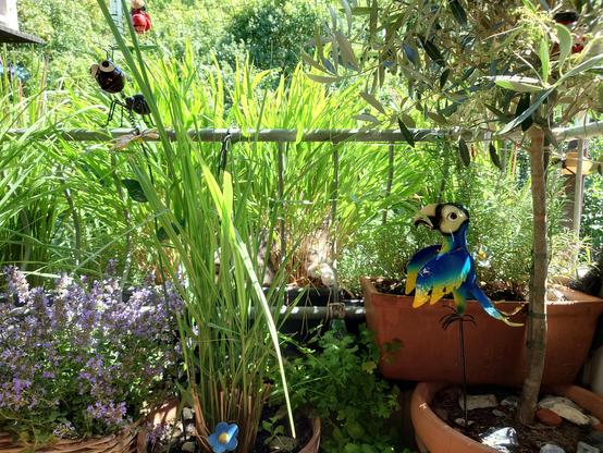 A balcony with high grown green grasses before and behind the metal railing. On the left is some Lila catnip plant and on the right an olive tree with a coloured parrot on a metal stick.
In between the lush green grass behind the railing the white front paw of Hannie van be seen as well as some grey für of her.