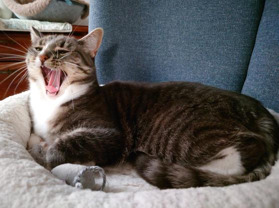 Hannie, a grey-white Tabby laying in a white cat bed in my bed yawning, as if she speaks. Also in her bed is a small grey pluche mouse and behind her a blue headboard and on the far left side a wooden drawer.