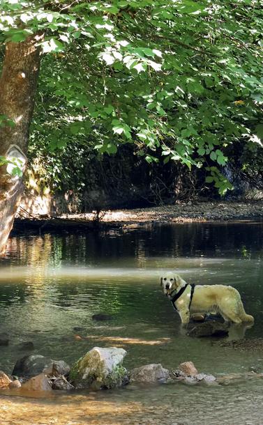A golden retriever standing in a river, half dappled in light