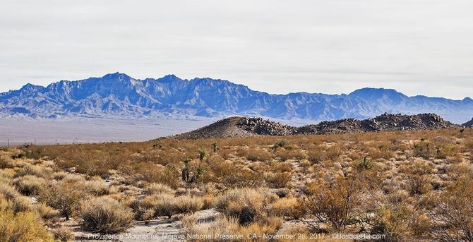 Landscape: foreground is sere desert plants behind which rises a long rocky hill; background is a mountain range bare of visible vegetation; sky is white and featureless overcast.
©BosqueBill.com