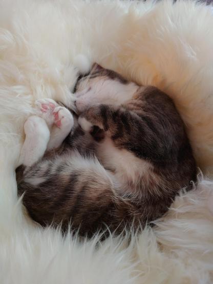 A grey-white Tabby rolled up in a fluffy sheepskin sleeping half on her back, showing throat and inside paws
