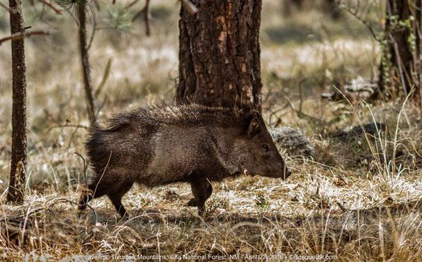 A pig-like ungulate is crossing in front of the camera. It is dark brown with paler side and long bristles on its back; triangular head with snout. It is walking in a sparkly wooded dry forest of pine trees.
©BosqueBill.com