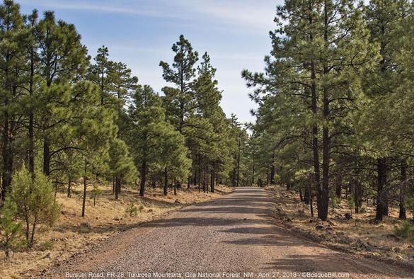 A gravel road runs from the bottom of the photo to the middle surrounded on both sides by small to medium sized Ponderosa pine trees. High clouds.
©BosqueBill.com