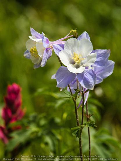 Two blossoms on tall stalks with white oval central petals and lavender lower petals with extensions. Out of focus green background with carmine accent from another type of blossom.
©BosqueBill.com