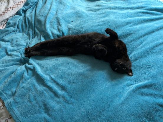 A cat looking a bit like a sea creature on a blue blanket on a bed. The cat is black and looks a bit like a dolphin jumping out of water.