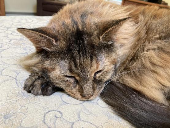 A close-up of a brown-and-beige cat mostly asleep on a cream-colored comforter.