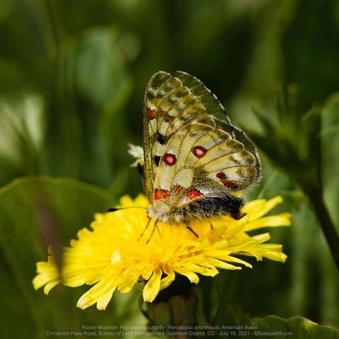 A butterfly perches on a yellow dandelion; we see the ventral surface of the wings that are pale yellow with two distinctive "bullseye" spots of yellow, red, with black border; dark wing border other square red spots and a couple black spots. Out of focus green leaves background.
©BosqueBill.com