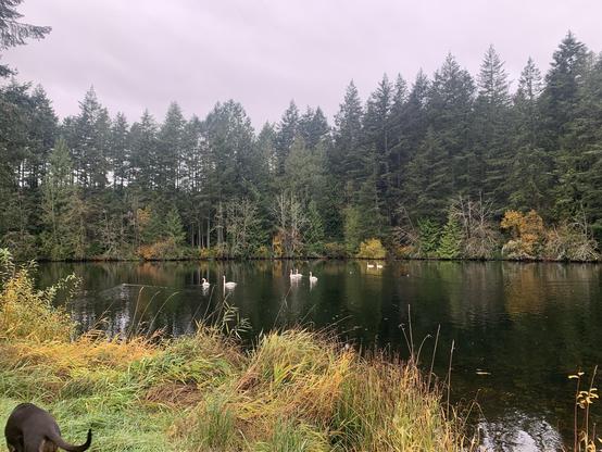 Swans on a placid mountain lake with evergreen forest covering the hills behind