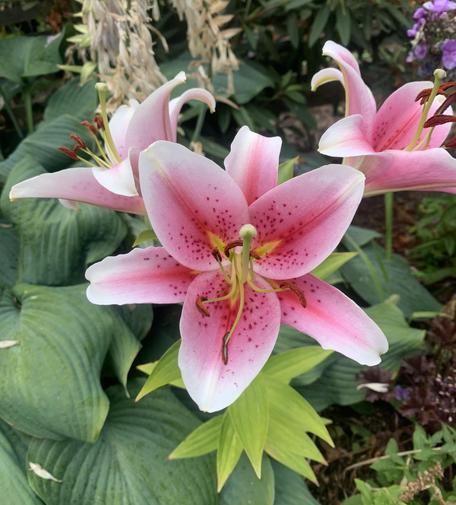 Three very pink lilies strutting their stuff - each turned away from the others in feigned confidence that they are the most beautiful