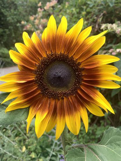 À 6 in diameter sunflower with very dark orange center and very yellow edge