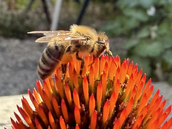 eine Makroaufnahme des Blütenstands einer Echinacea mit einer Biene darauf