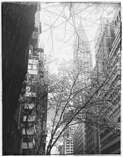 A black-and-white photo with a large, dark part of a tree trunk going down the left side. A modern high-rise building is behind that. Sticking out overhead are branches with lots of little white blooms. As well as some empty branches up above. The right side of the photo is the side of several buildings receding up the street, but the spring blooms on the branches cover most of the buildings. The distance looks very white and foggy but you can see the Chrysler building through the fog in the background.