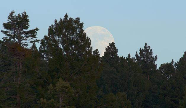 The rising full moon is still nestled between distant conifers in this subdued view. Haze and a bit of forest fire smoke keep contrast and color saturation low.