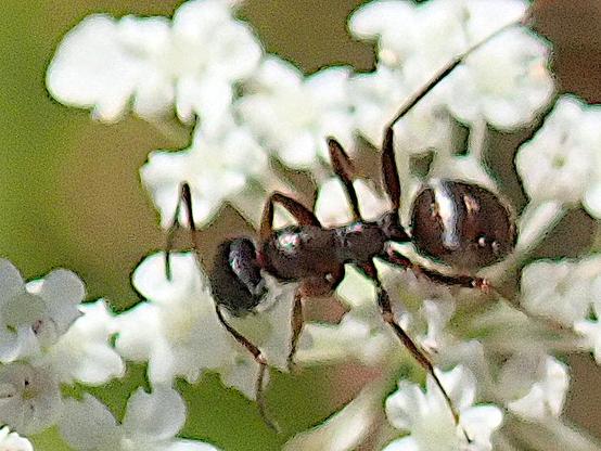 eine schwarze, oder genauer sehr dunkel braune ameise mit einem silbrigen streifen vorne oben auf dem hinterleib krabbelt in den blüten einer wilden möhre herum