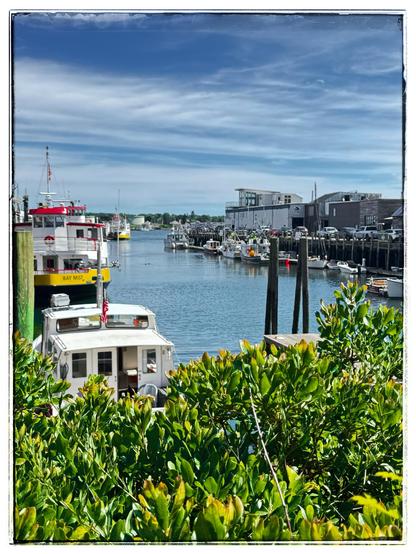 A color photo taken at the harbor of Portland, Maine. The bottom portion of the photo is full of green leaves from a big bush. Behind that can be seen a white boat on the left and behind that a bigger boat with a yellow strip on the side that says Bay Mist in black letters. The boat is white with red roofing. Through the middle of the photo is the water from the harbor and on the right side are more small boats that are docked and fairly low buildings behind that. The sky is blue but full of white thin misty clouds