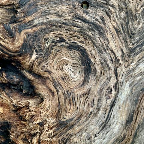Close up of rings on the end of drift wood - warbling circles distorted with the slow pressure of time’s artistry.