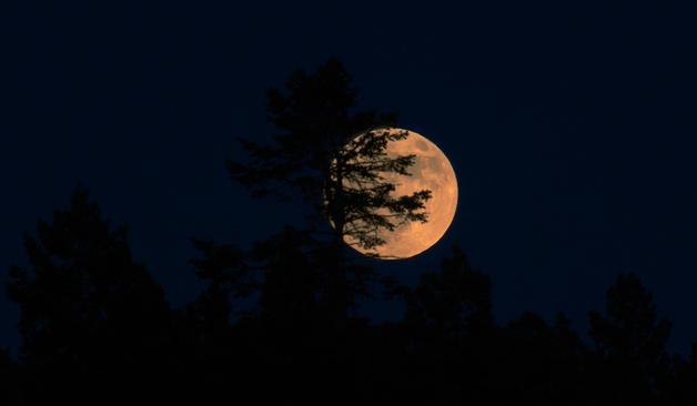 Only a few minutes later the moon had mostly freed itself from the tree's boughs. The exposure shows details on the moon's face, but this makes the rest of the scene very dark.