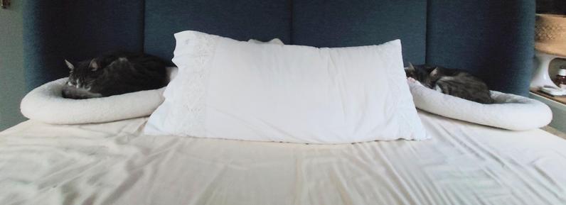 Photo taken from the end of the bed, showing a blue very high blue headboard, in the middle a white cushion on a beige sheet. To each side of the cushion, hardly fitting on the bed, is a white cat bed with a grey-white Tabby in it, Hannie on the left (from viewers point) and Nani on the right.
Die too a poor quality of the picture, no whiskers are visible. As the photo was taken early in the morning, it needed to be made brighter.