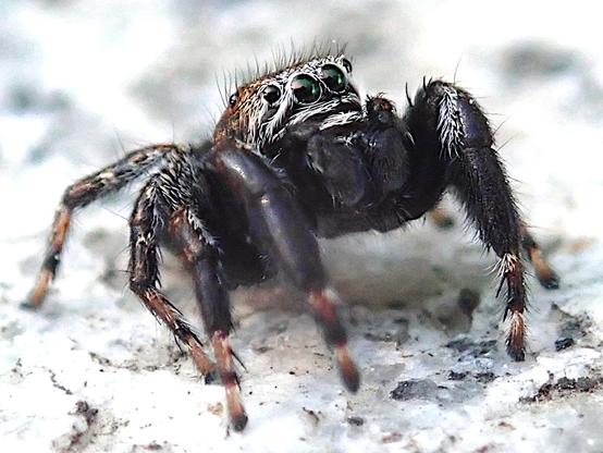 bildfüllende nahaufnahme einer kleinen dunkelbraunen oder fast schwarzen springspinne auf hellem granit. sie stützt sich vorne hoch und blickt mit ihren sehr großen schwarz glänzenden knopfaugen, äh, hauptaugen nach oben rechts. das kann man durchaus einen neugierigen blick nennen. die ansonsten dunkelstbraune spinne hat ein paar flecken kurzer weißer haare an den beinen und ganze streifen davon im gesicht, um die augen, sieht aus wie hingeschminkt. oben auf dem kopf ist ein schütterer borstenhaarschnitt. die kombination große augen, kurze gliedmaßen und knubbelige gesamtform entspricht dem kindchenschema, was die spinne, obwohl spinne, sehr niedlich macht
