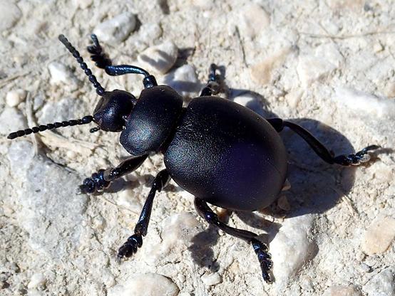 auf sehr hellem kalkboden krabbelt ein schwarzer käfer. er ist vom körperbau gedrungen, alle 3 körpersegmente, kopf, halsschild, deckflügel sind jeweils für sich sehr rundlich und dabei klar voneinander abgesetzt. die oberflächen sind sehr fein ledrig genarbt, wobei genarbt schon viel gesagt ist, eher mattiert. die beine und fühler hingegen sind glänzend glatt mit bläulichem schimmer und ziemlich groß, der käfer ist bemerkenswert hochbeinig, sieht sehr geländegängig aus. fühler und beine sind stark segmentiert, die endständigen segmente der vorderbeine tatzen-artig verbreitert, daher der name tatzenkäfer