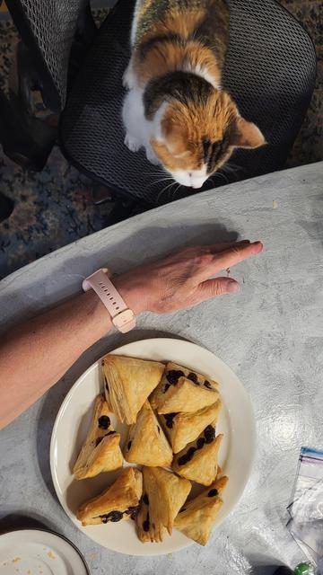 A white and orange and grey splotch coat cat sits on a chair eyeing homemade pain au chocolat. A human arm blocks her path to the crispy, golden goodness!