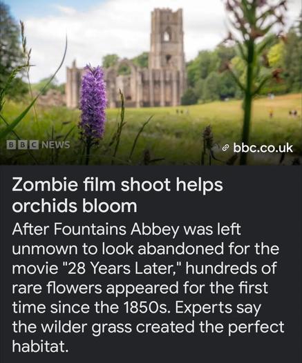 Image from BBC News with a photograph of an orchid at Fountains Abbey. The headline reads “Zombie film shoot helps orchids bloom” and the text below reads “After Fountains Abbey was left unmown to look abandoned for the movie "28 Years Later," hundreds of rare flowers appeared for the first time since the 1850s. Experts say the wilder grass created the perfect habitat.”