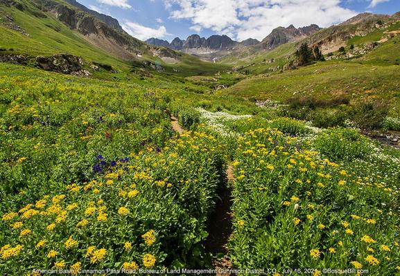A very narrow footpath cuts through a dense field of yellow wildflowers (with a few patches of white.) Jagged rocky mountain peaks in the distance with green hills leading up. Blue sky with clouds.
©BosqueBill.com