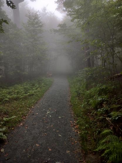 walking trail shrouded in fog