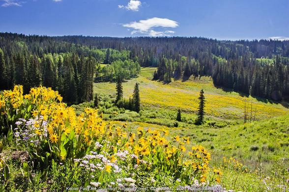 An open meadow on the side of a wide valley is covered in wildflowers, predominantly with yellow blossoms. Dark and light green trees border the valley. Blue sky with few clouds.
©BosqueBill.com