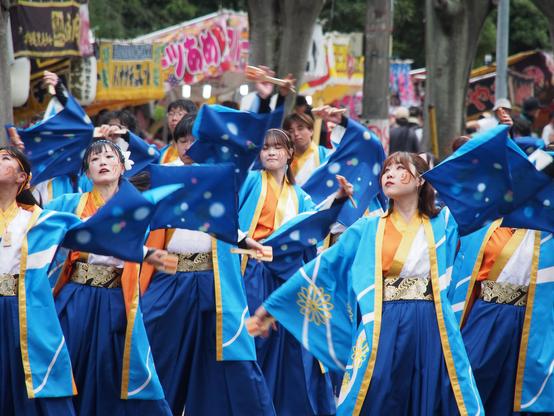 A dozen dancers in blue robe costumes with orange and gold accents. Mid-dance they are gazing dramatically up to the left with their arms flung out diagonally. They carry wooden hand clappers (naruko), blurred with the motion.