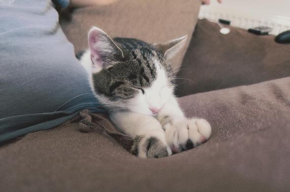 My tabby cat Tigger laying his head in his outstretched legs onto my lap.
