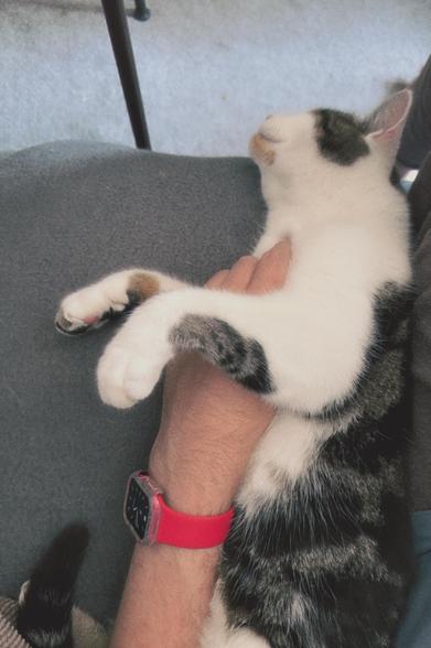 Tigger lying on his side against my leg, my arm is through his legs stroking his chest.