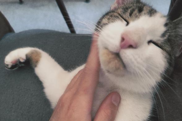 Tigger now looking up at camera with me stroking his chin.