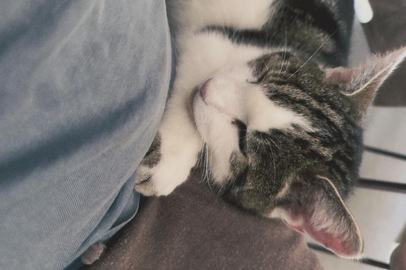 Tigger in new position leant against my lap.