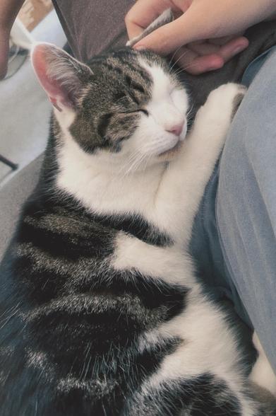 Im stroking Tigger’s ear, he’s so sweet.