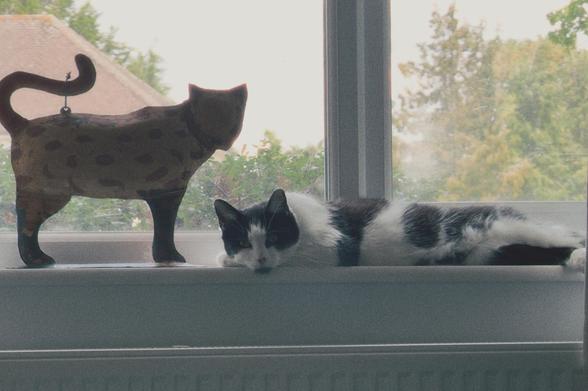 My other cat, black and white, brother of Tiggy, much bigger and longer, laying on a window sill above a radiator next to a cat statue with a curled tail.