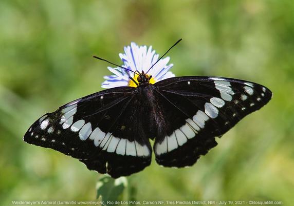 A black butterfly perched on a faded blue wild aster. It has triangular wings outstretched with a broad band of white spots parallel with the back edge. Background dappled green.
©BosqueBill.com