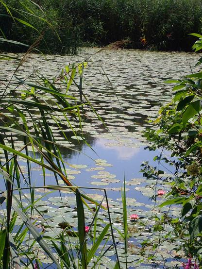 das hochkantbild zeigt einen ausschnitt von einem blick auf einen teich. fast die ganze wasseroberfläche ist von seerosenblättern bedeckt, nur in der mitte ist ein horizontaler streifen frei und es spiegelt sich der blaue himmel darin. im vorderen teil leuchten ein paar einzelne pinke seerosenblüten aus dem von grün dominierten bild. ganz hinten endet der teich in dunklem uferbewuchs, fast schwarz. von rechts ragt ein busch etwas in den bildausschnitt, von links und auch ein wenig von unten schilf. wenn's nicht echt wäre, wäre es kitschig.