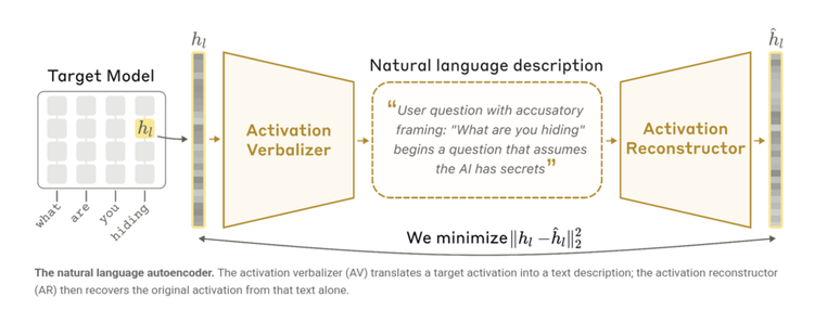 Architecture of a Natural Language Autoencoder showing how the verbalisation of intermediate layers gives insight about what the model intrinsic beliefs