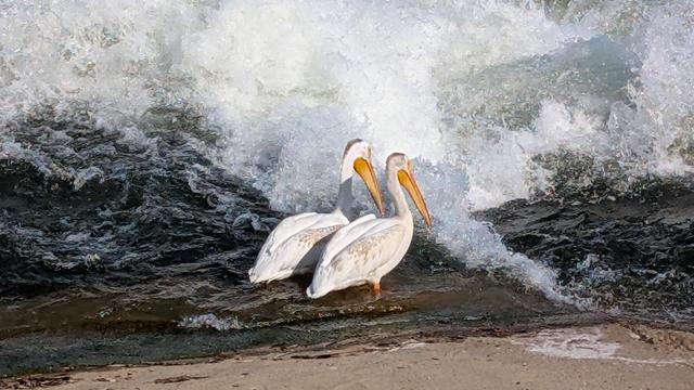 Pelicans at the Saskatoon wier