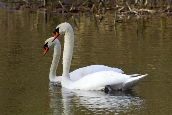 Ein Höckerschwanen-Paar (Cygnus olor) schwimmt dicht beieinander über einen Teich. Beide Vögel haben die gleiche Körperhaltung, Die Bewegungen sind synchron.
Der Höckerschwan besitzt ein einheitlich weißes Gefieder. Durch den orange-rot gefärbten Schnabel mit schwarzer Schnabelspitze und -wurzel kann er von anderen Schwänen unterschieden werden. Namensgebend ist ein schwarzer Höcker über dem Schnabel. Die Füße und Beine sind schwarz. Die Augen sind haselnußfarben.
Dunenküken haben ein hell silbergraues Gefieder mit einer weißen Unterseite. Der Schnabel ist schwarz, die Füße und Beine dunkelgrau.
Noch nicht ausgewachsene Jungvögel haben ein dumpf graubraunes Gefieder, das im Verlauf des ersten Lebensjahres zunehmend heller wird. Der Schnabel ist noch grau bis fleischfarben, wird dabei zunehmend mehr orange. Die braunen Federn werden allmählich verloren. Ein vollständig weißes Gefieder weisen die Jungschwäne nach der Vollmauser im zweiten Lebensjahr auf.
